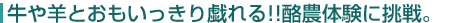 牛や羊とおもいっきり戯れる!!酪農体験に挑戦。